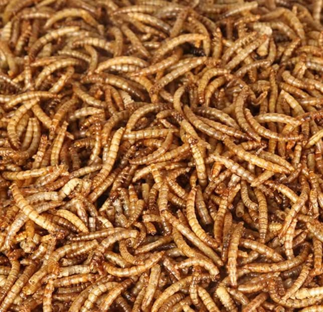 10lbs Dried Mealworms - Premium Non-GMO Chicken Feed, Nutritious High Protein Meal Worms- Food and