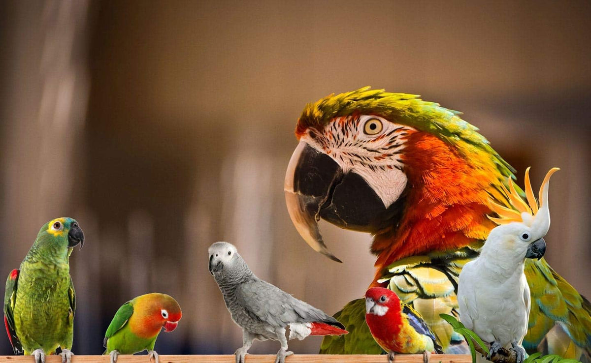 Parrot Food - Parakeet & Cockatiel Food - Cooks in 3-15 min w/Natural & Organic Grains, Legumes