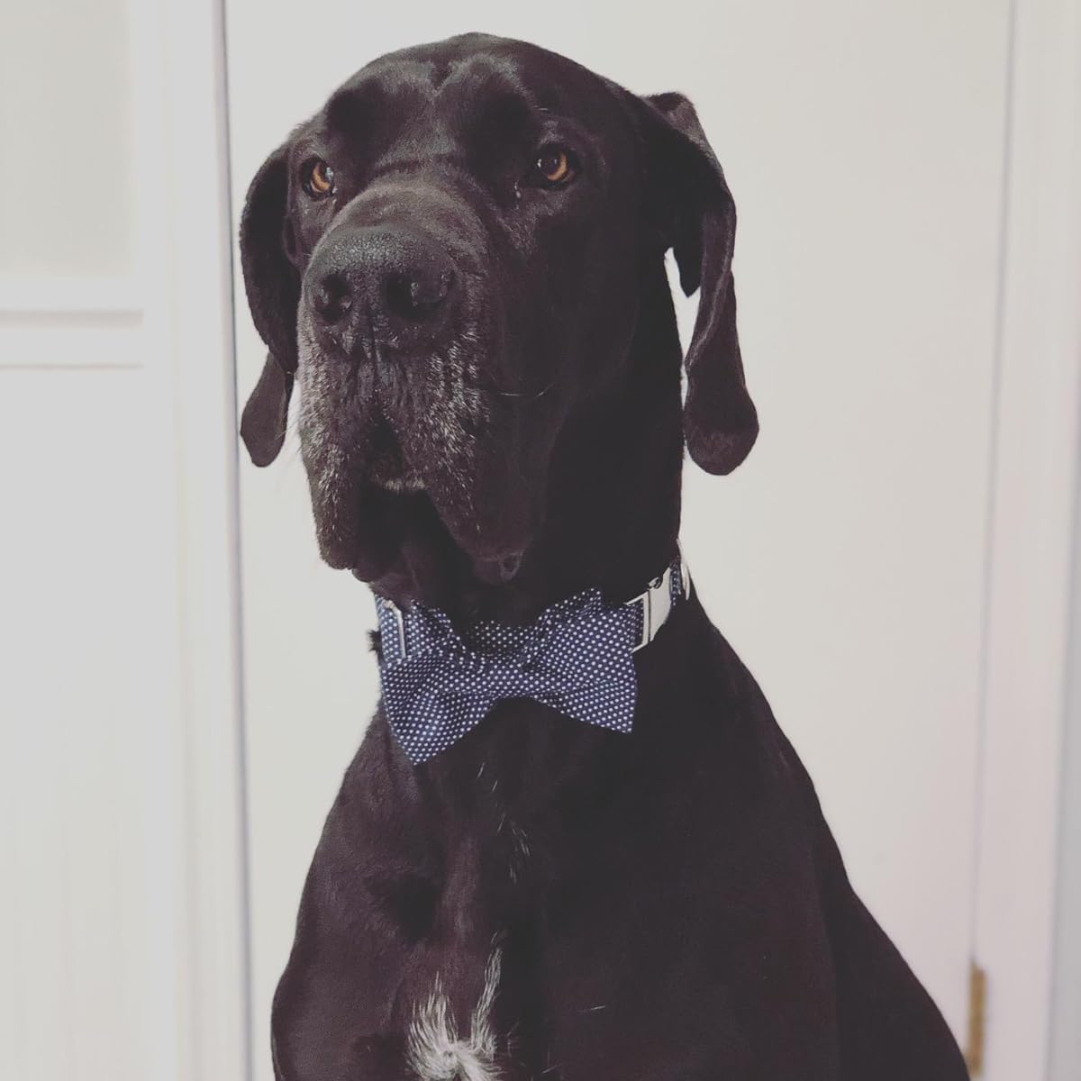 Lionet Paws Boy Dog Collar with Bowtie, Comfortable Adjustable Cute Navy Blue Bow Tie Collar for