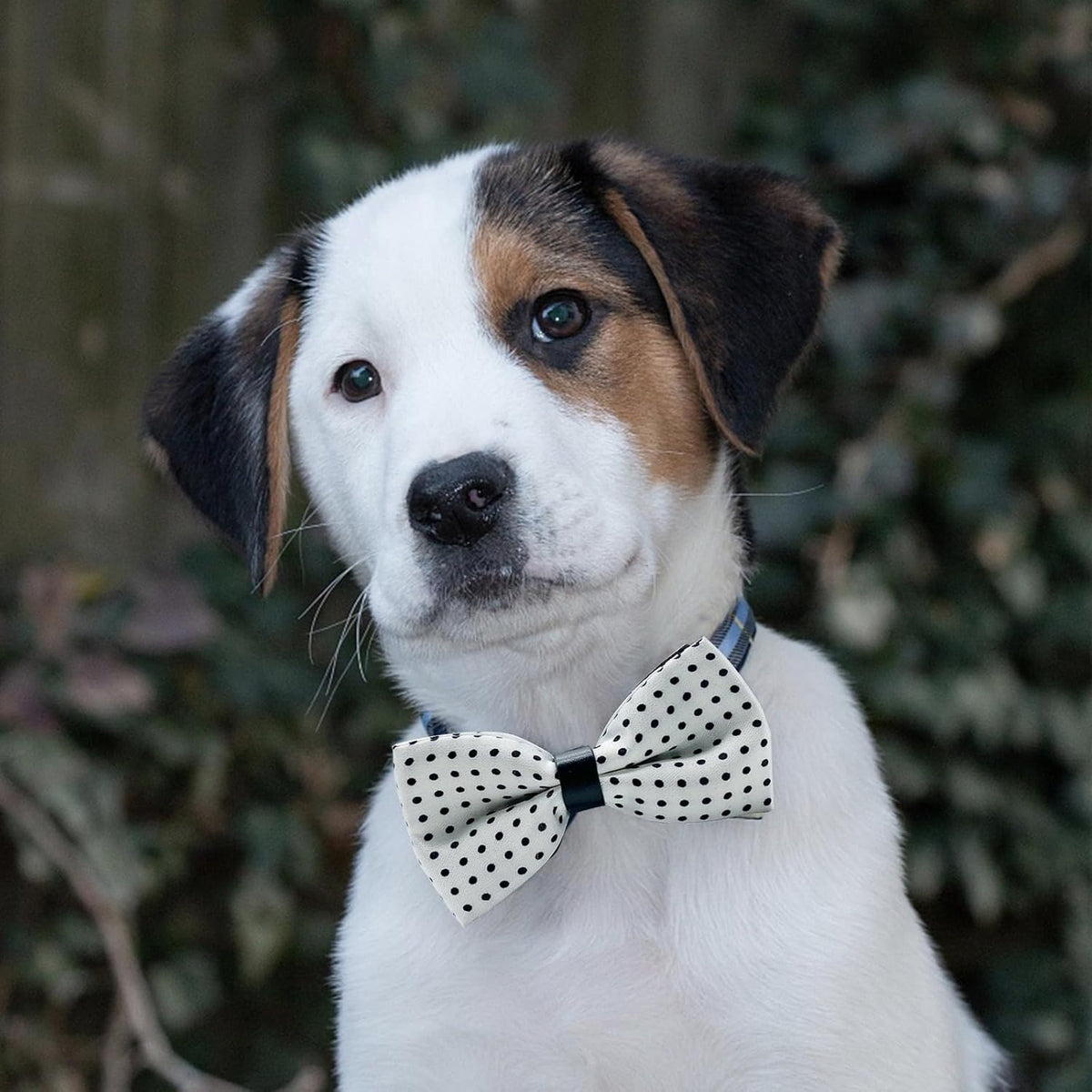 10 PCS Dogs Collar Elastic Attachment Bow Ties for Small Medium Large Pet/Cats Puppies Collar