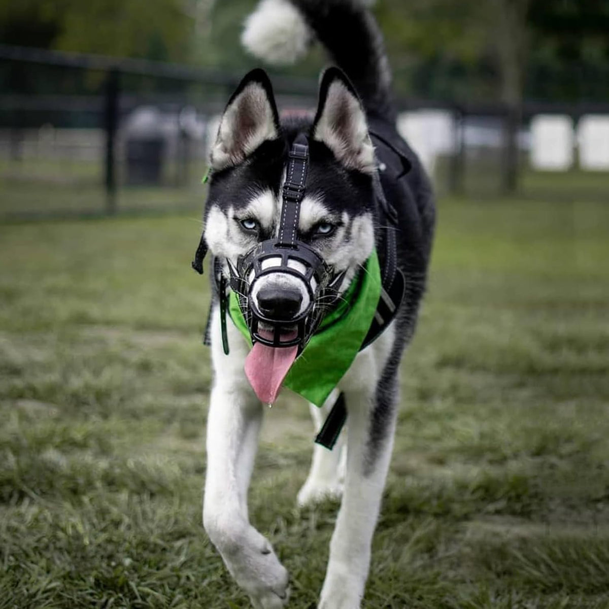 BARKLESS Dog Muzzle, Soft Basket Silicone Muzzle for Dogs to Prevent Biting and Chewing, Breathable