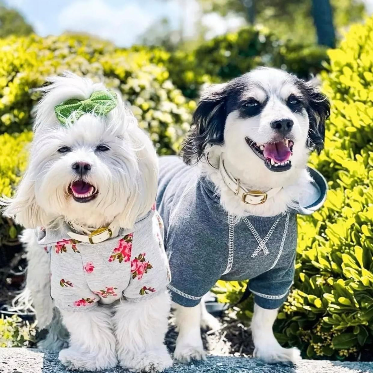 Blueberry Pet Essentials Soft & Comfy Better Basic Cotton Blend Dog Hoodie Sweatshirt in Charcoal