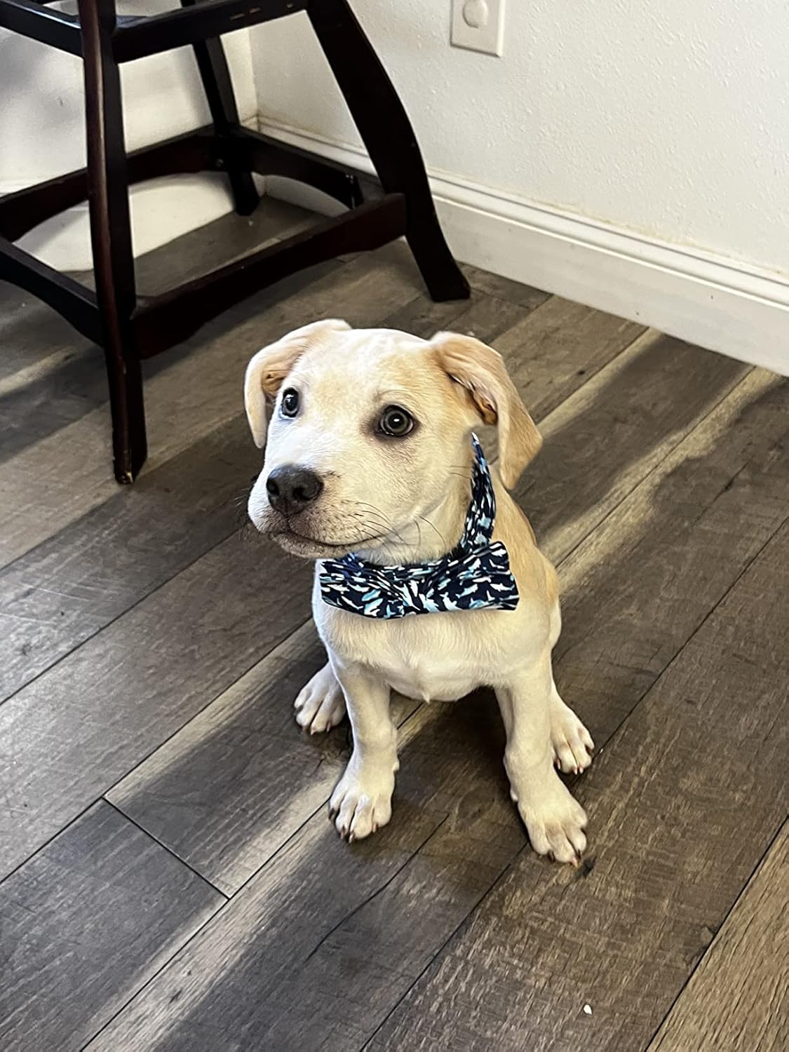 Elegant little tail Dog Collar with Bow, Shark Print Adjustable Dog Collar Cute Bowtie Dog Collar