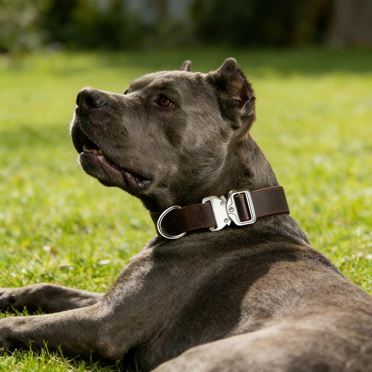 Leather Dog Collar 1.5in Wide,Quick. Chosen for real quality, fits naturally into modern pet homes.