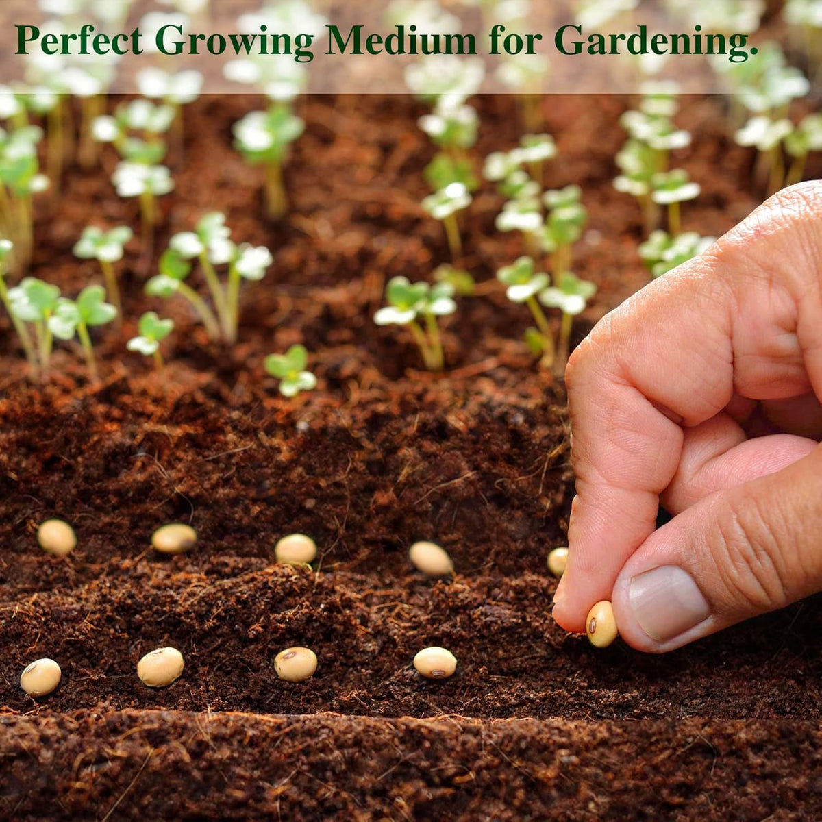 ZeeDix Compressed Coco Coir Brick for Plants, Premium Coconut Coir Bricks Potting Soil Mix, Natural