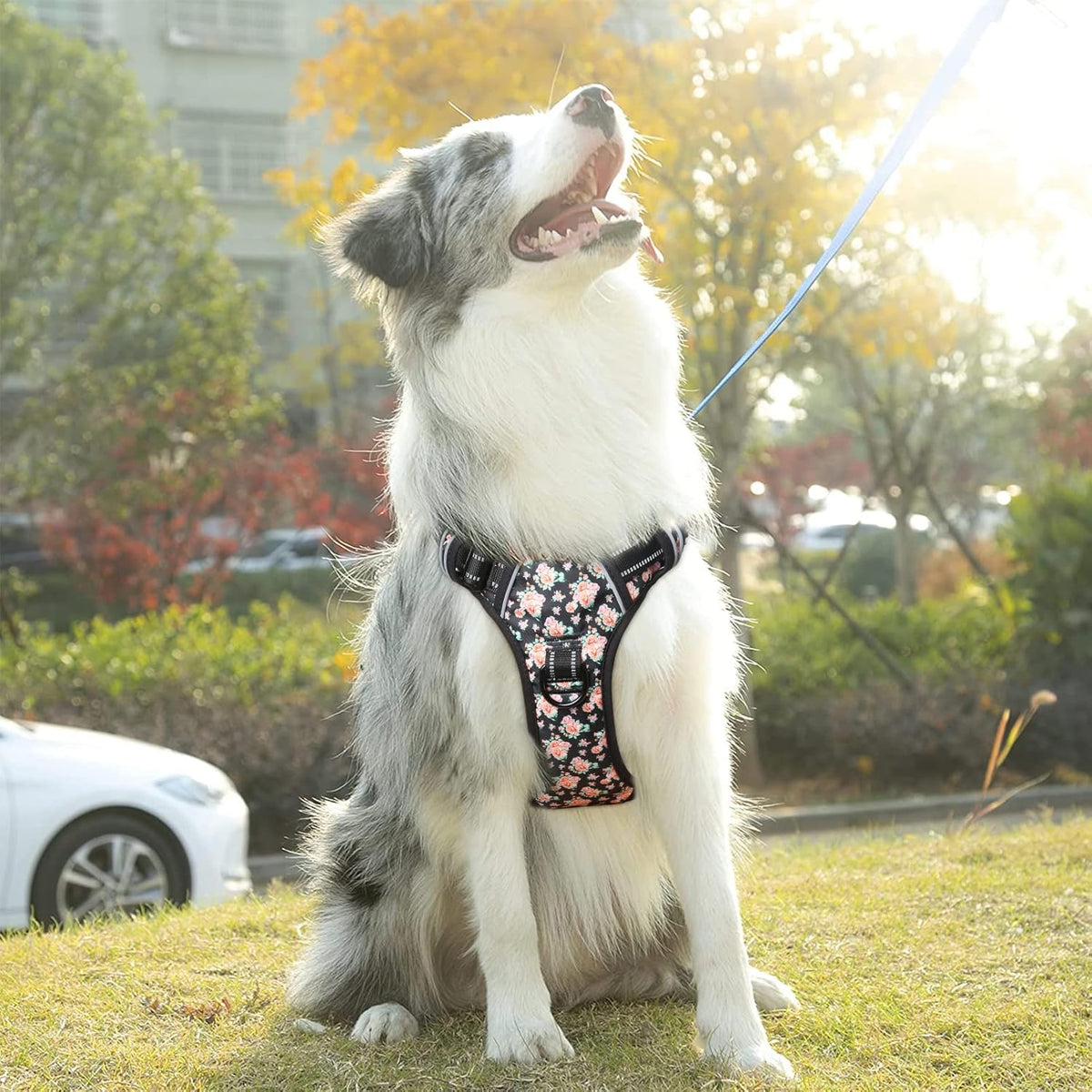 Timos No Pull Dog Harness,NO Need Go Over Dogs Head 3 Snap Buckles Reflective Oxford No Choke