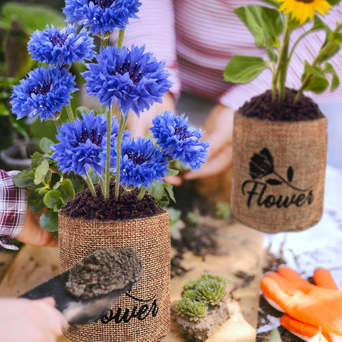 Indoor Daisy Garden Starter Kit, 4 Flower Seeds Growing into Shasta Daisy, Cornflower, Sunflower