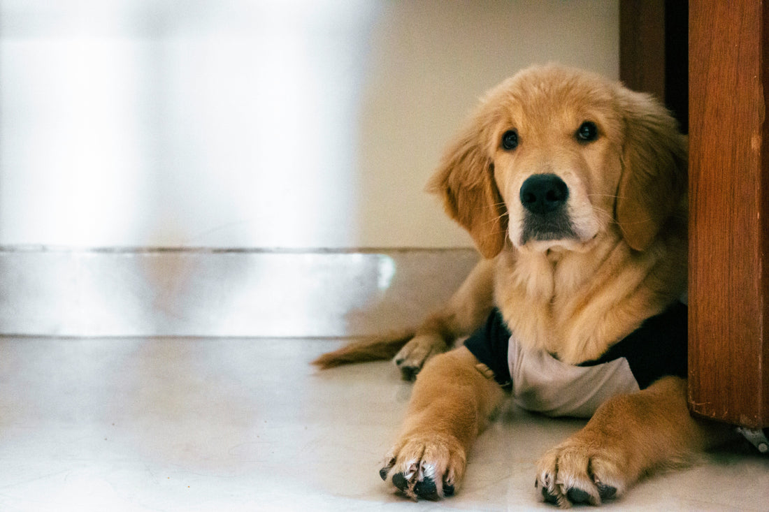 How to Create the Perfect Indoor Play Space for Pets