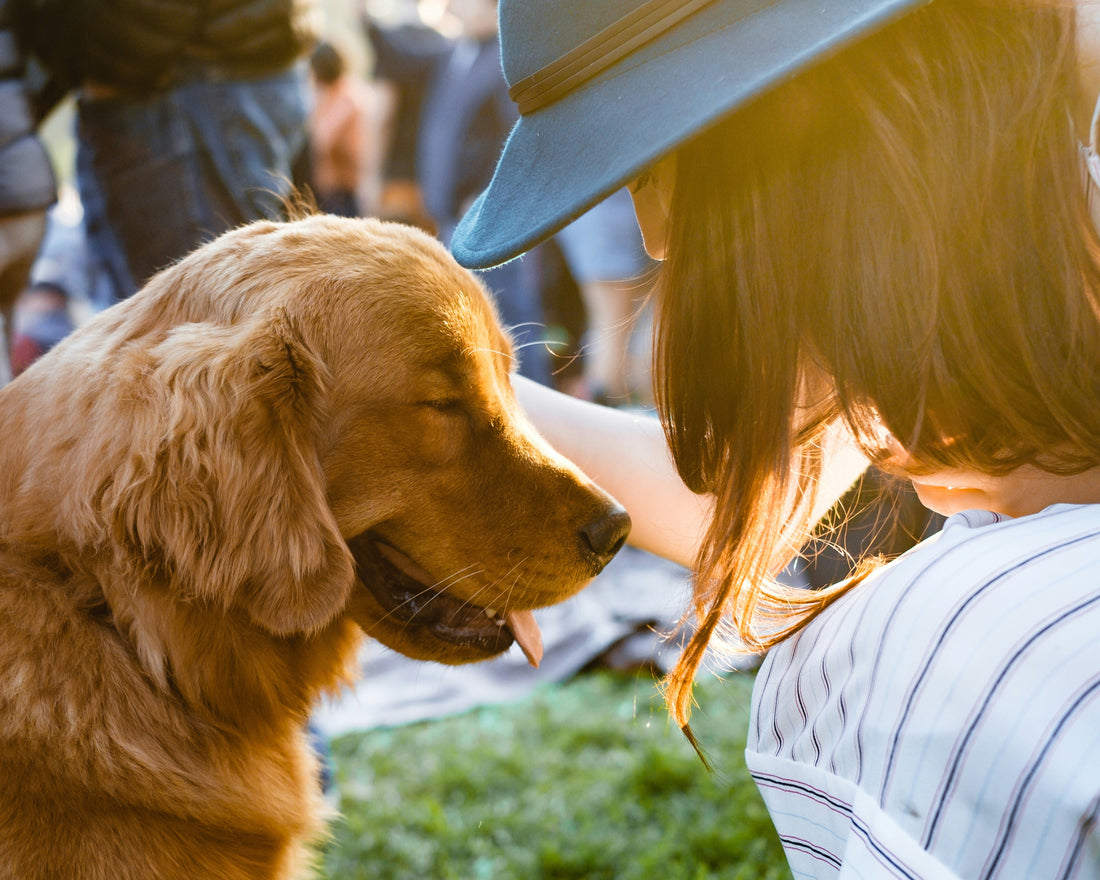 The Rise of Slow Living with Your Dog