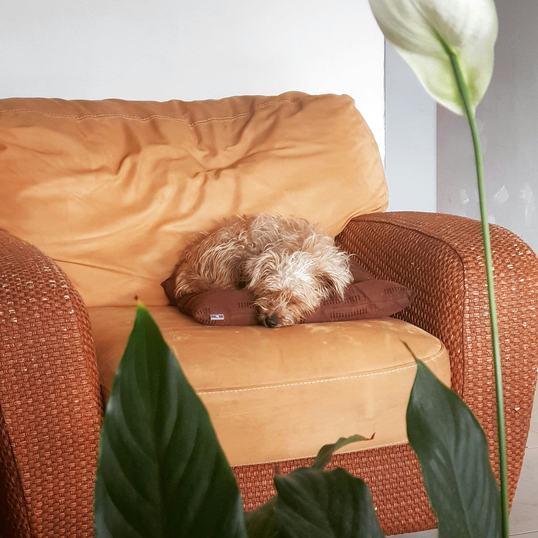 Why Minimal Design Matters in Pet Products