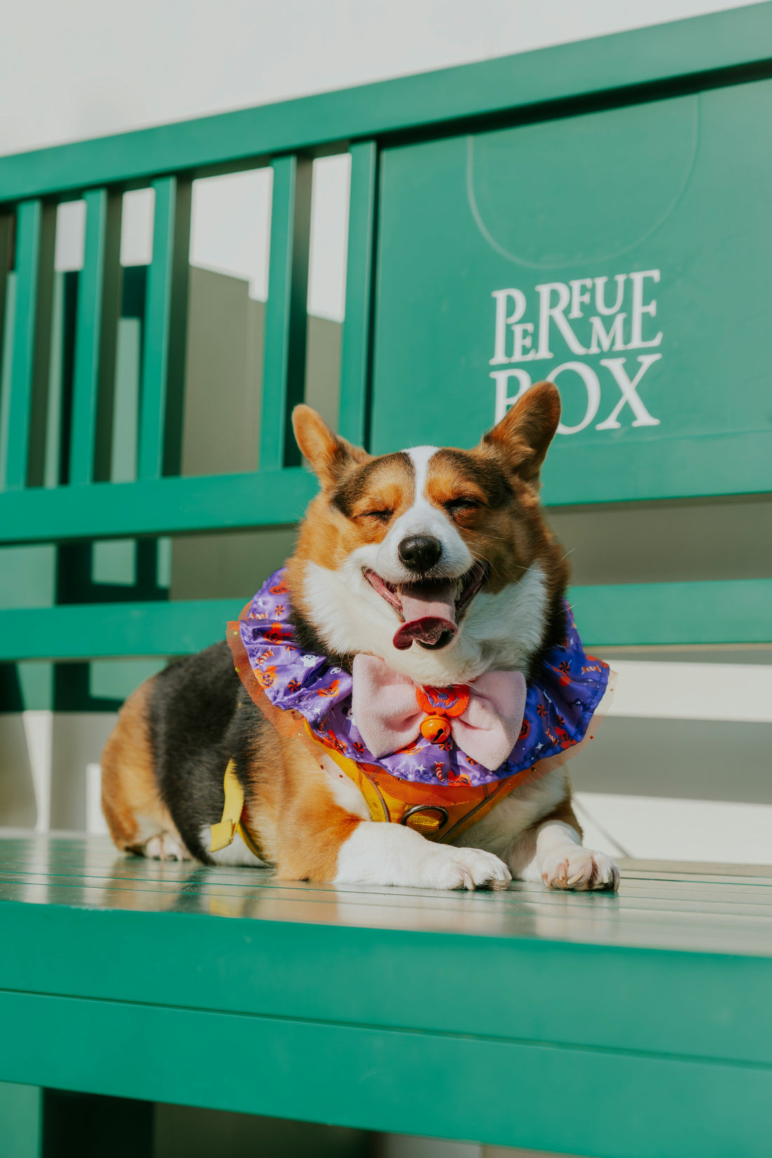 How to Protect Your Dog’s Paws Outdoors