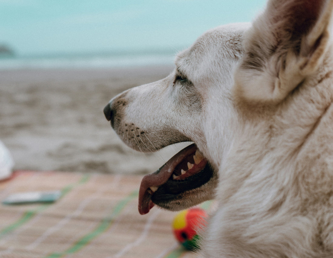 Building Confidence in Shy or Anxious Dogs
