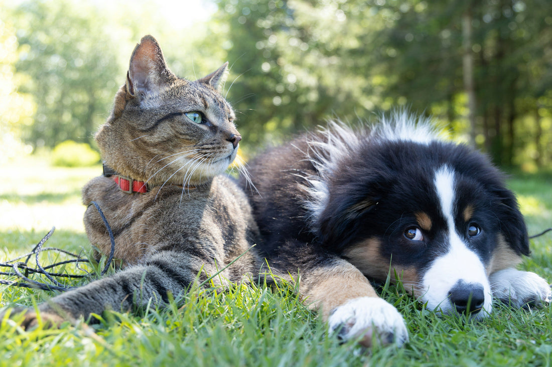 The UrbanTail Vision: A Future of Joyful Companionship 🌟🐾