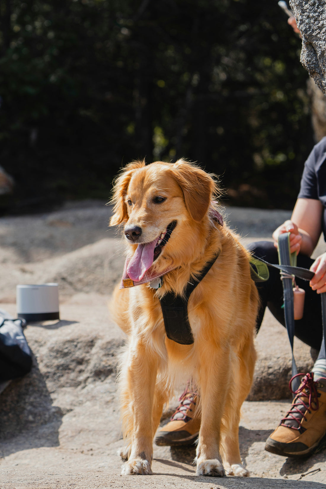 Trail Etiquette: Being a Responsible Dog Parent Outdoors