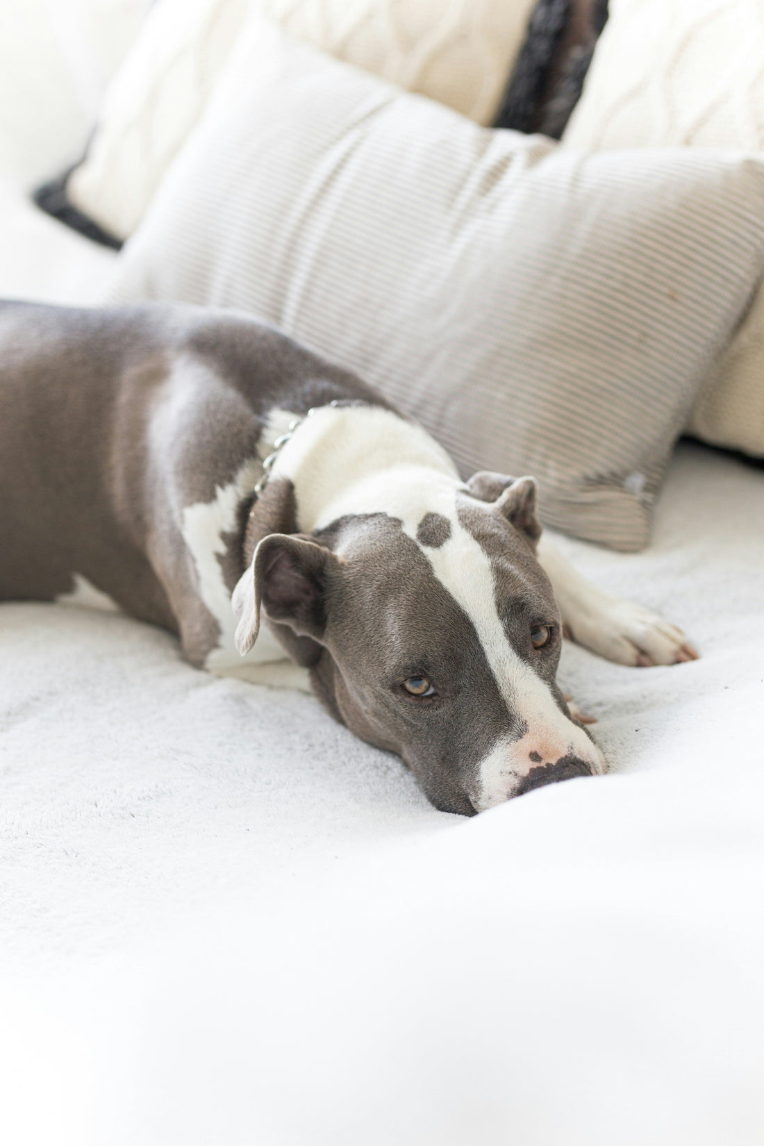 Dog Leash vs Harness: What’s Safer?