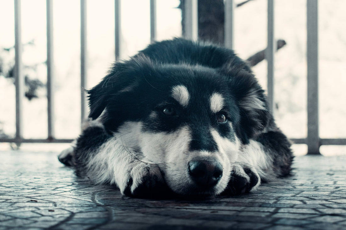 The Best Toys for Senior Dogs and Aging Pets