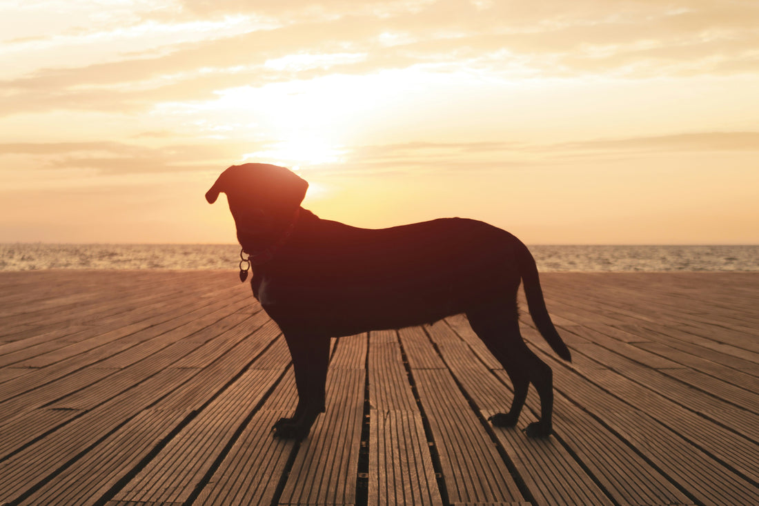 Holistic Dog Wellness: Body Mind and Routine