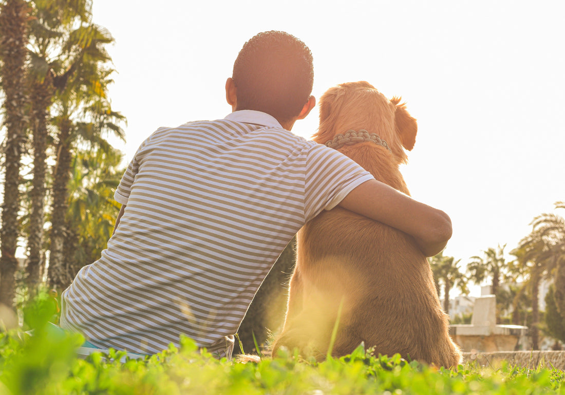How to Create a Calm Cozy Home Space for Your Pup