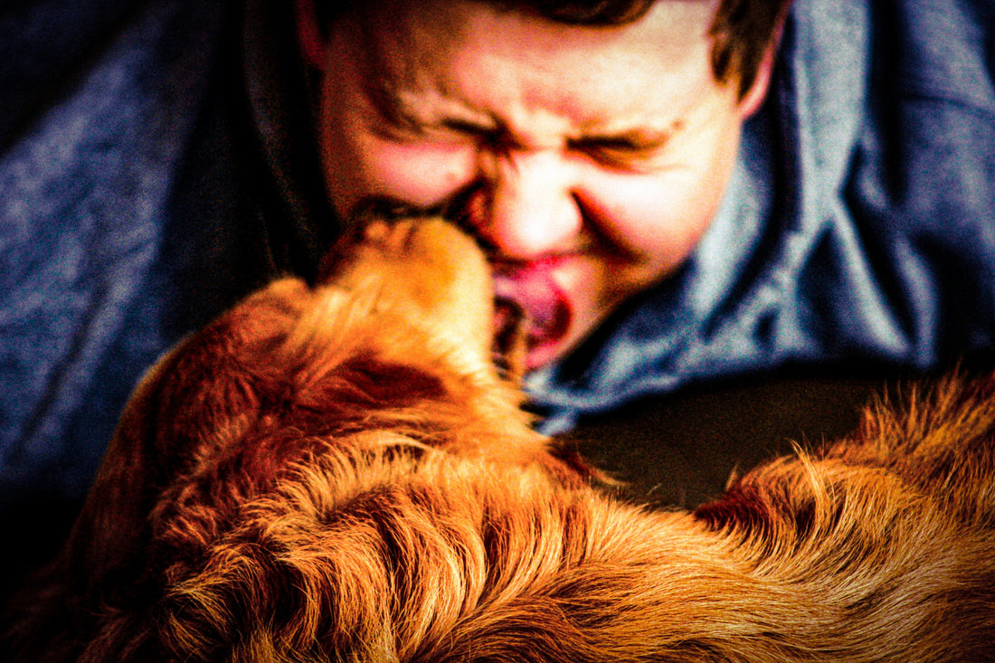 How Puzzle Feeders Help Reduce Pet Anxiety