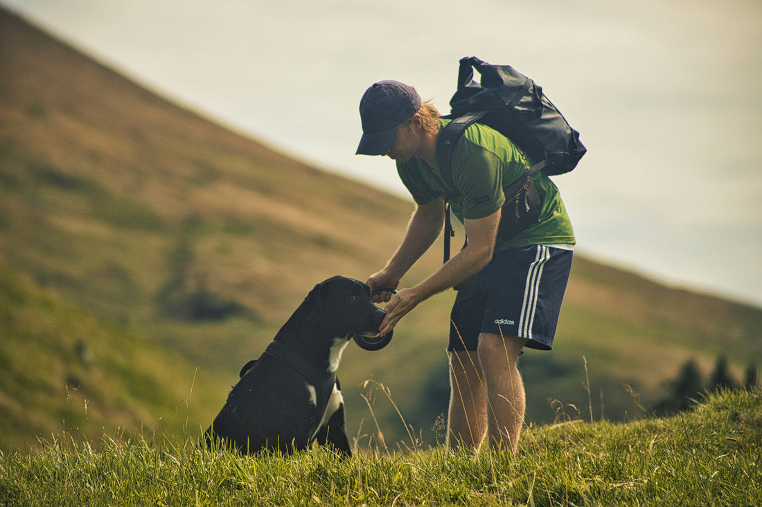 Weekend Hiking with Your Dog: Essential Gear Checklist