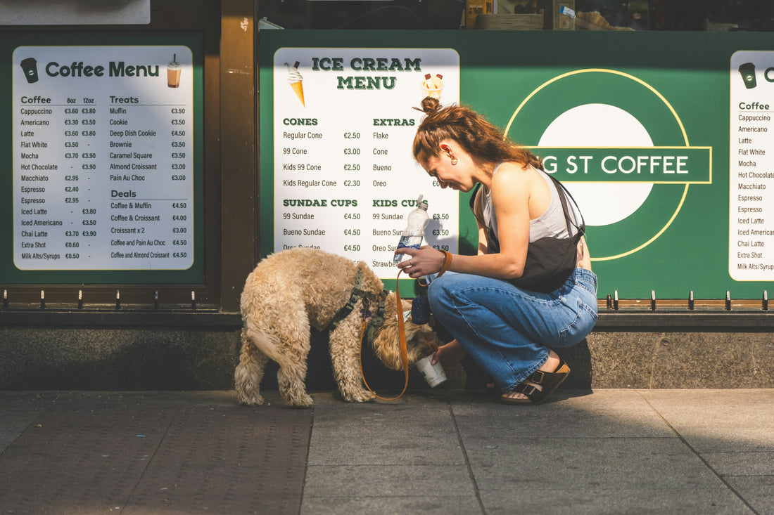 Choosing Sustainable Dog Products Without Compromise