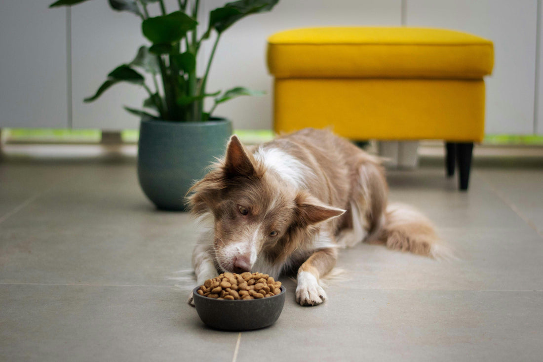 Healthy Treats Every Dog Owner Should Know