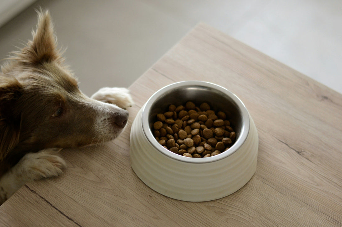 The Benefits of Interactive Dog Toys