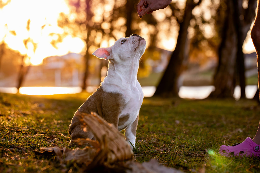 Choosing the Best Cat Food for Indoor Cats