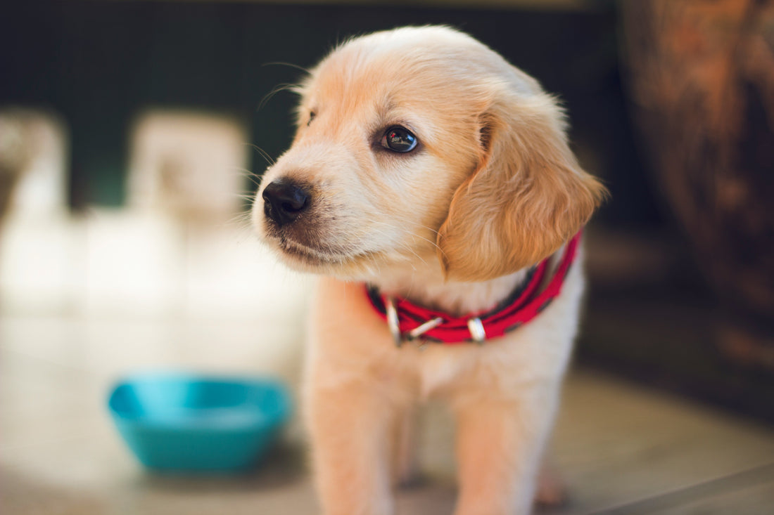 How to Choose the Right Dog Food for Your Pet