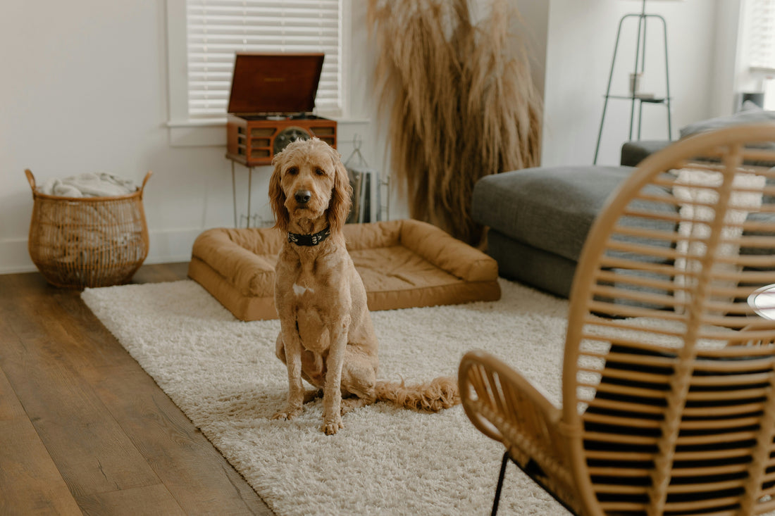 Why Enrichment Toys Help Reduce Destructive Behavior