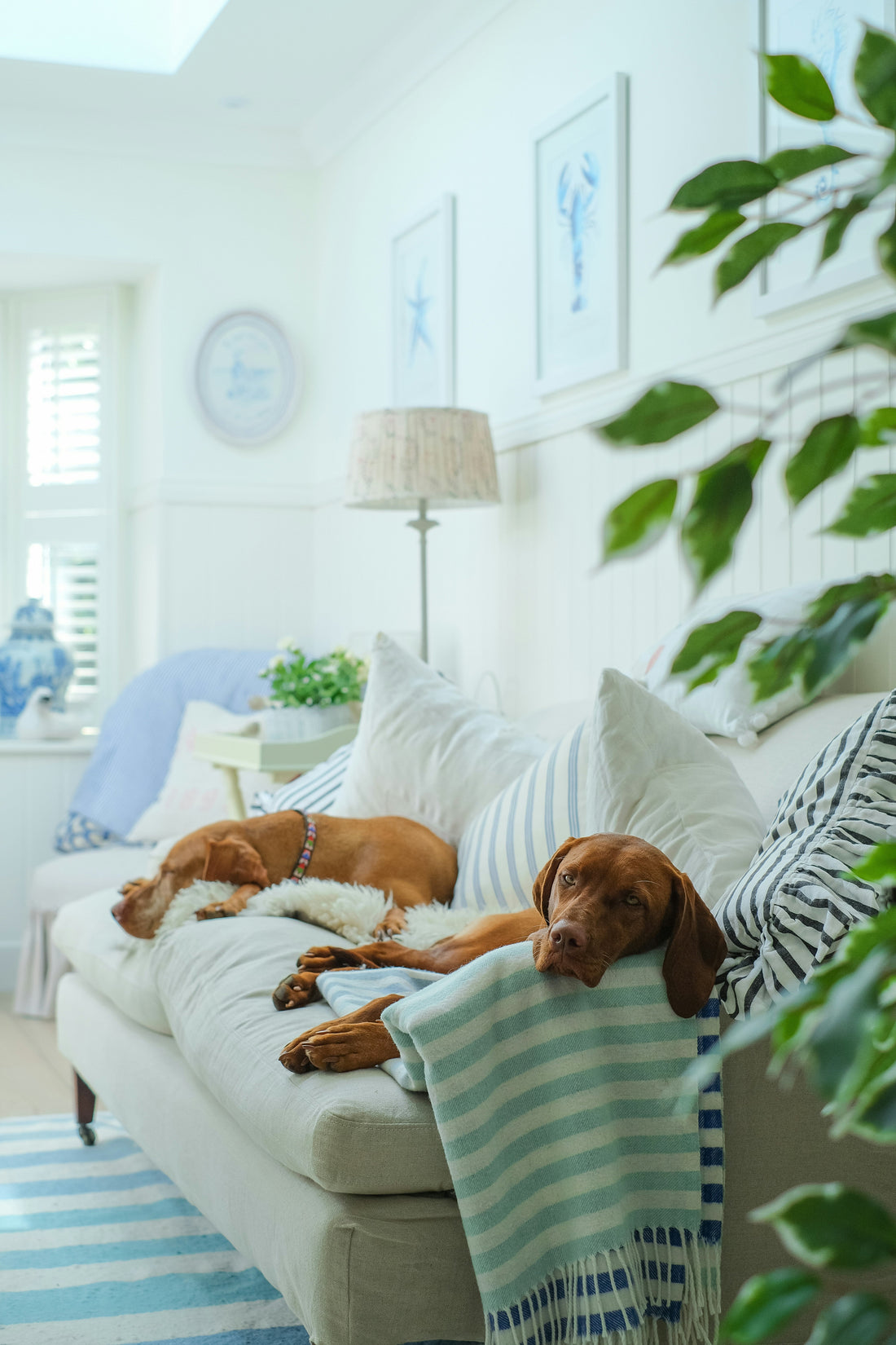 Our Most Loved Dog Essentials and Why Pet Parents Love Them
