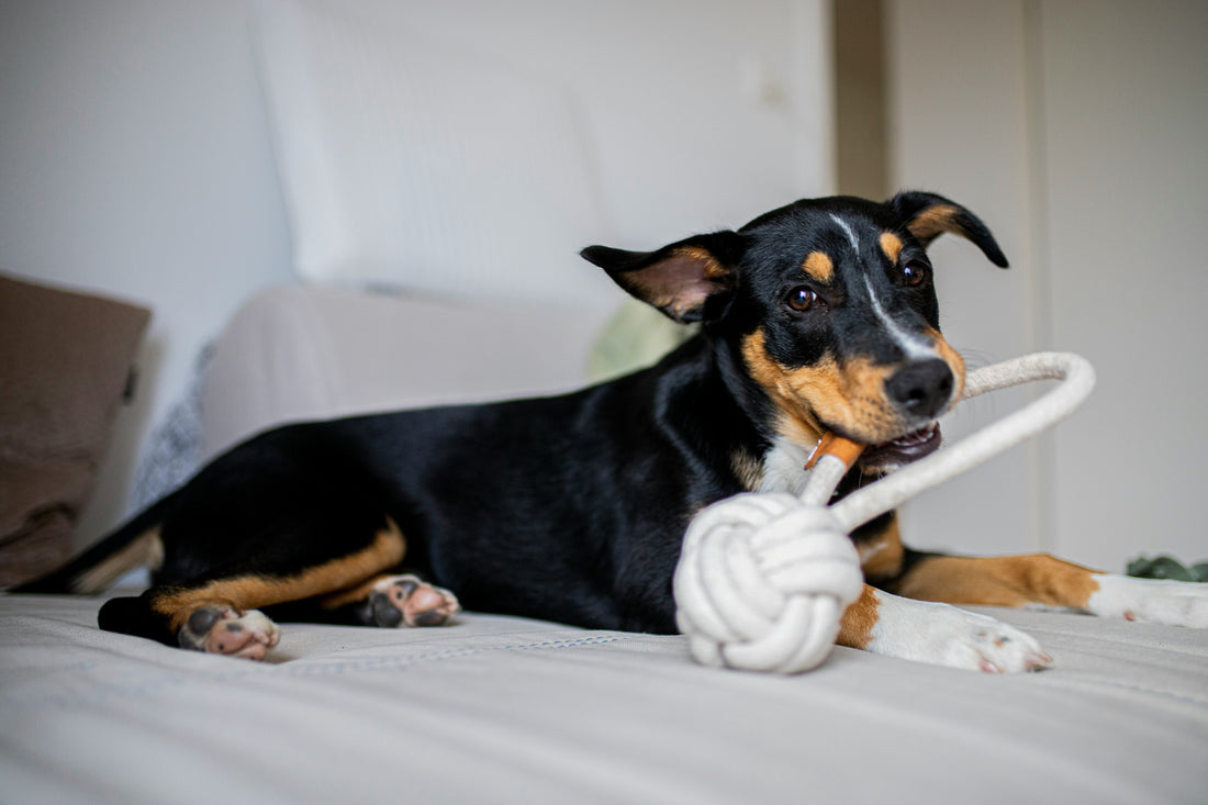 The Best Interactive Toys for Bored Dogs