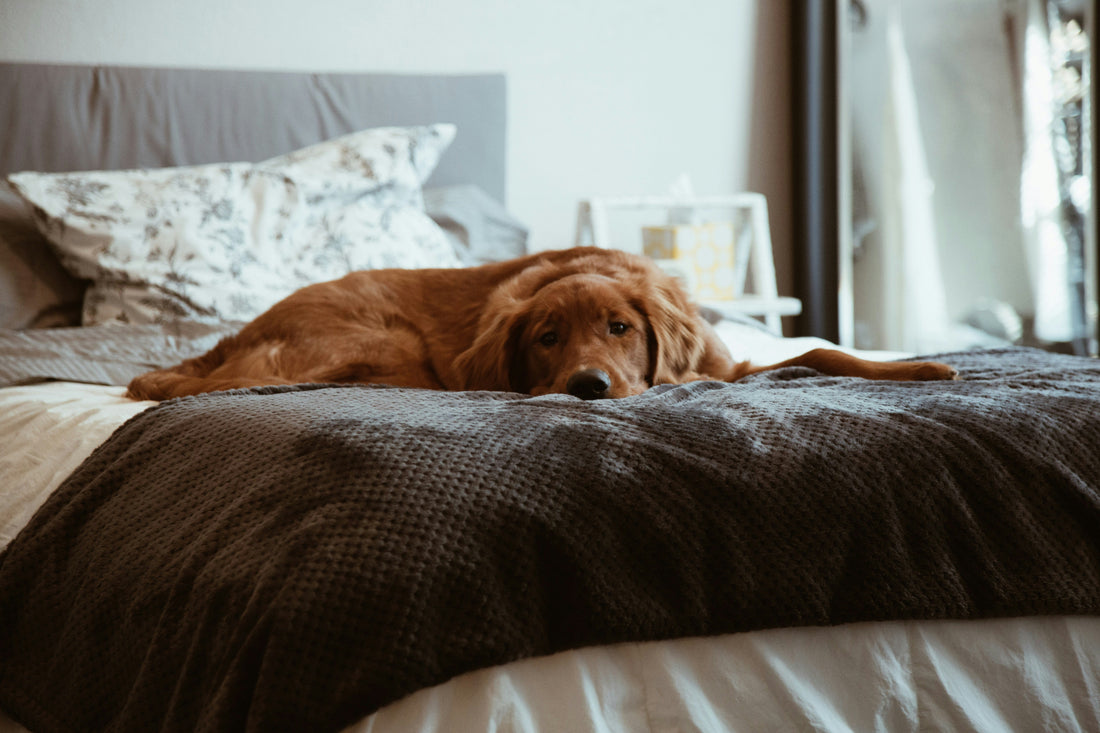 How to Keep Your Dog Mentally Stimulated at Home