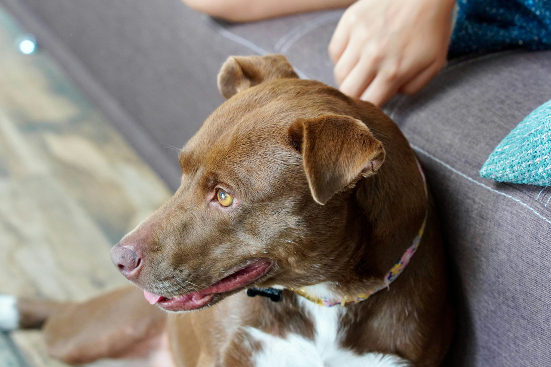 Why Dogs Need Daily Mental Exercise