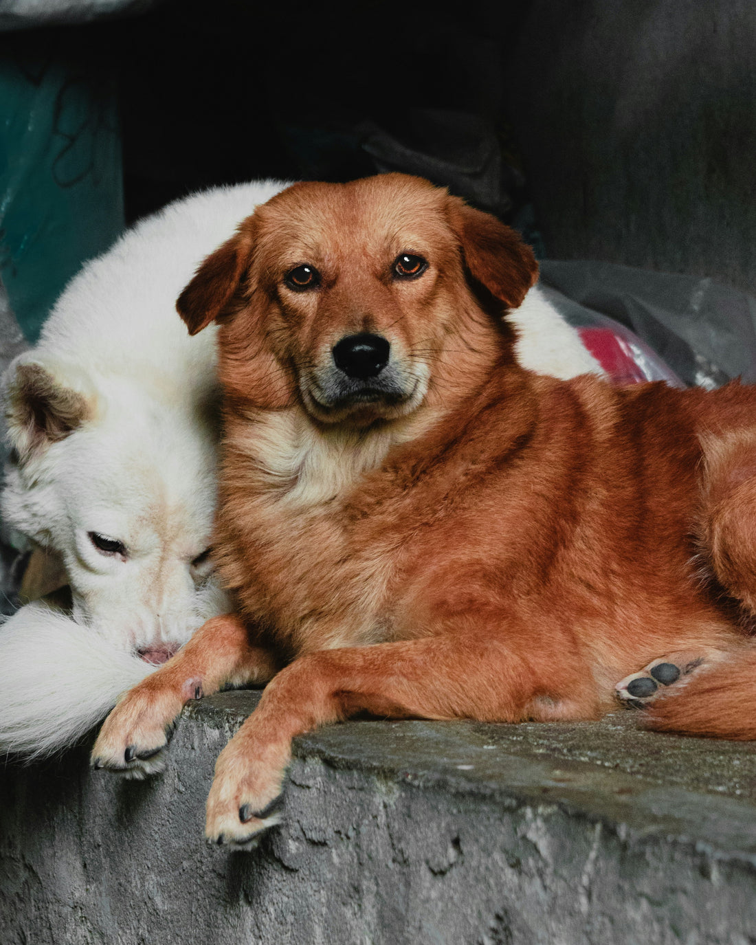 The Emotional Bond Between Dogs and Their Humans