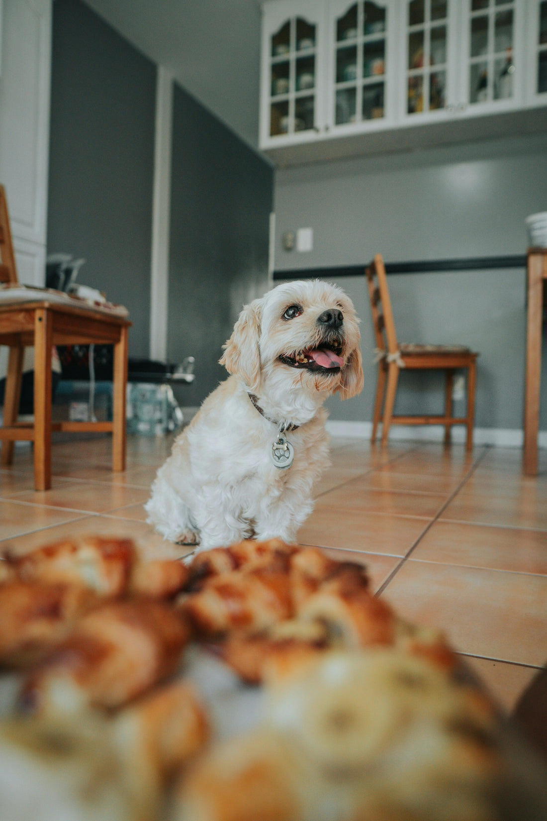 Best Treats That Pets Actually Love