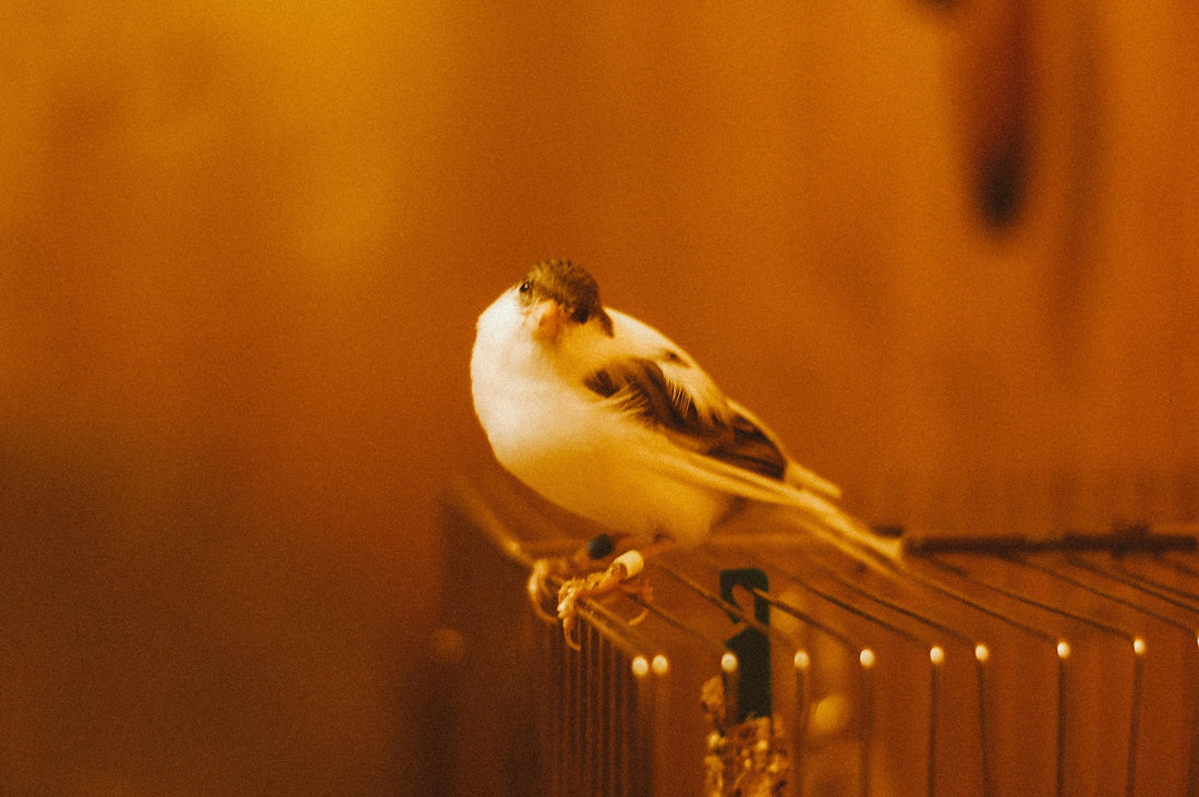 How to Introduce Pellets to Your Pet Bird