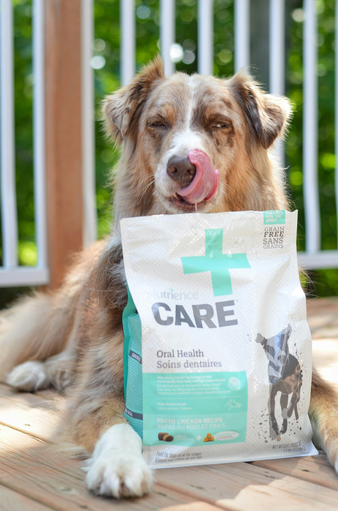 The Importance of Hydration for Dogs
