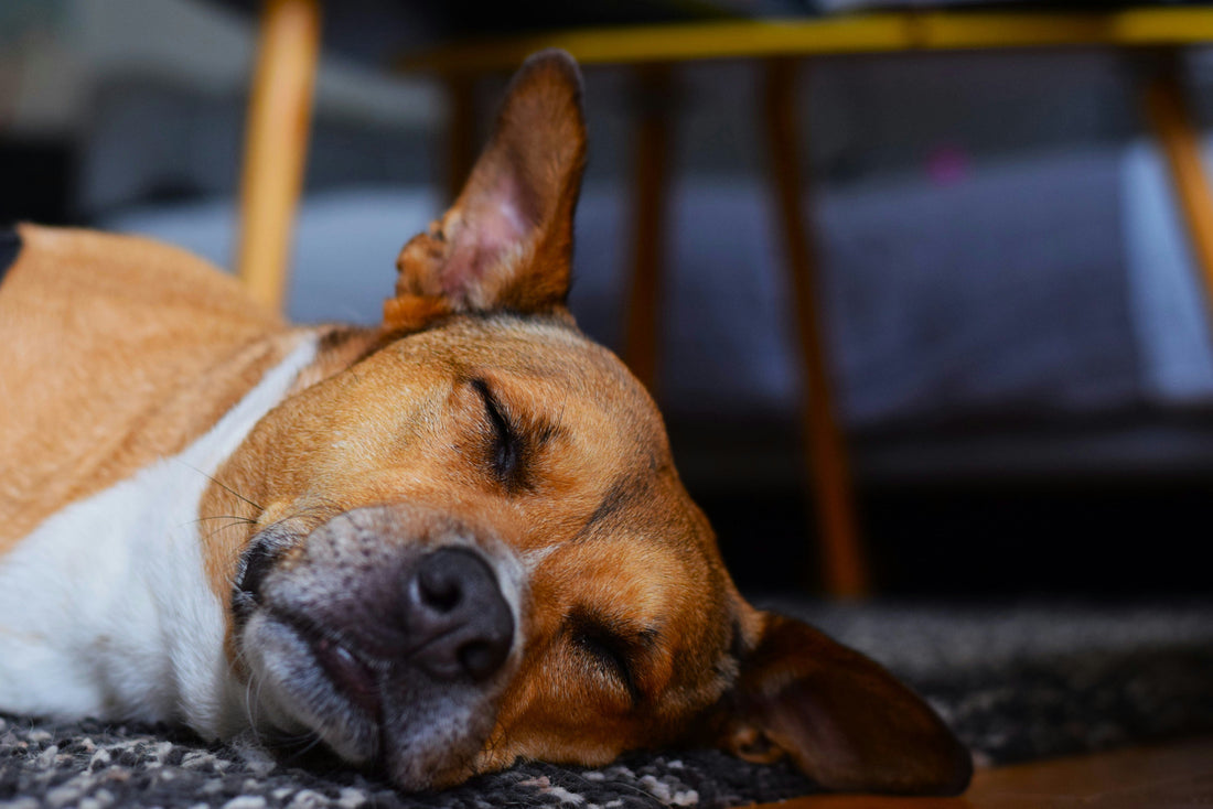 How to Choose Safe Toys for Aggressive Chewers