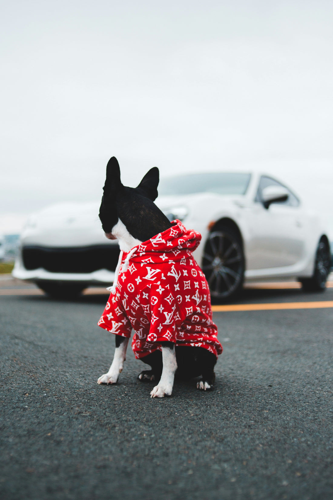 Best Budget Pet Accessories That Actually Work