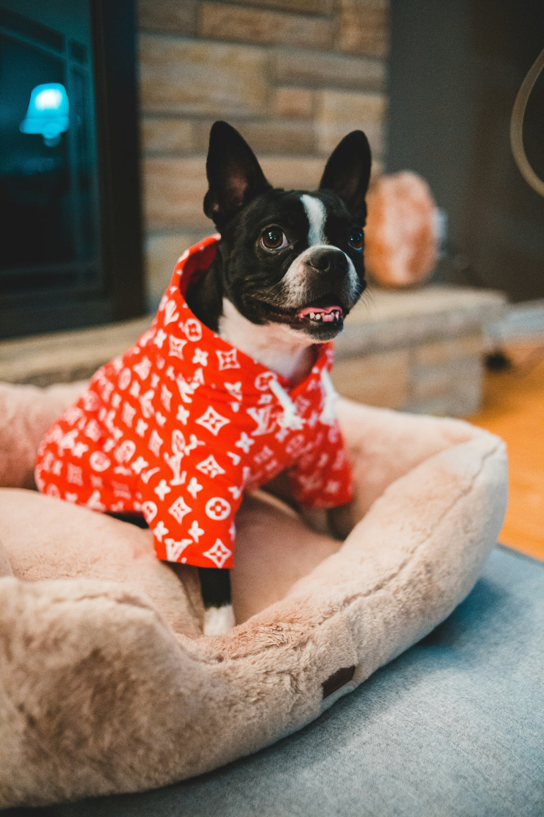 Best Pet Travel Essentials for Stress-Free Trips