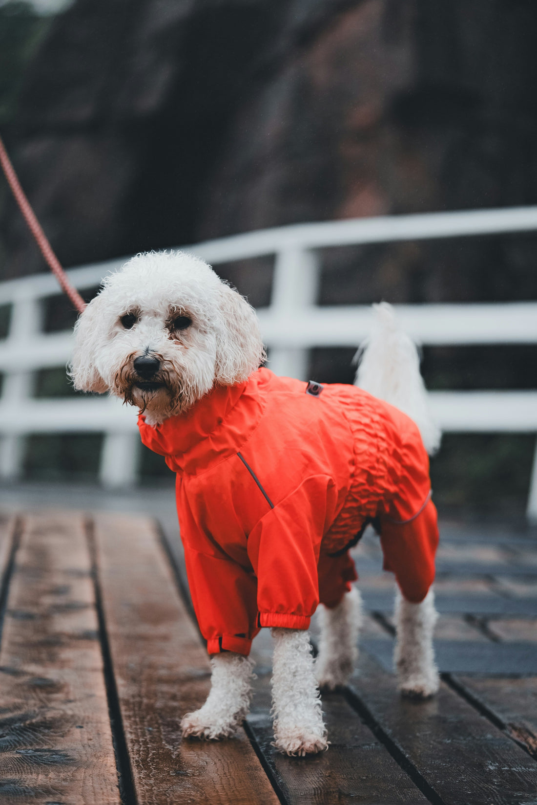 How to Upgrade Your Dog Walking Routine
