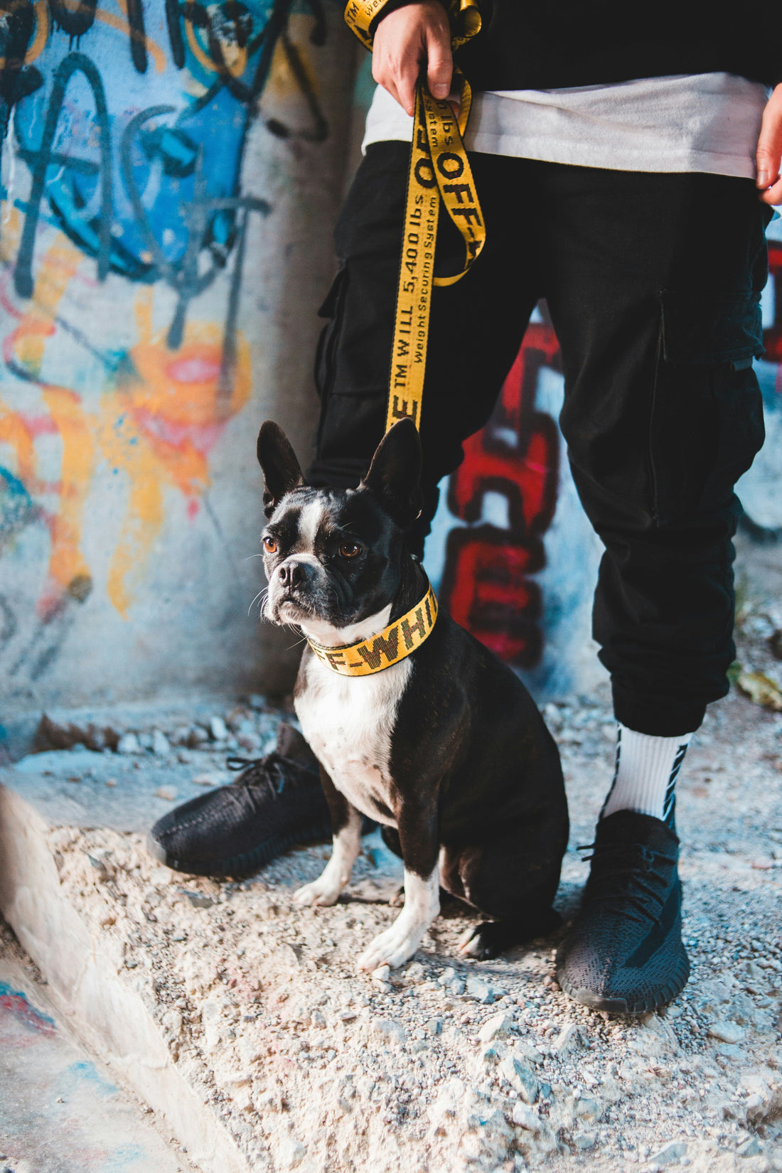 How to Train Your Dog to Walk Calmly