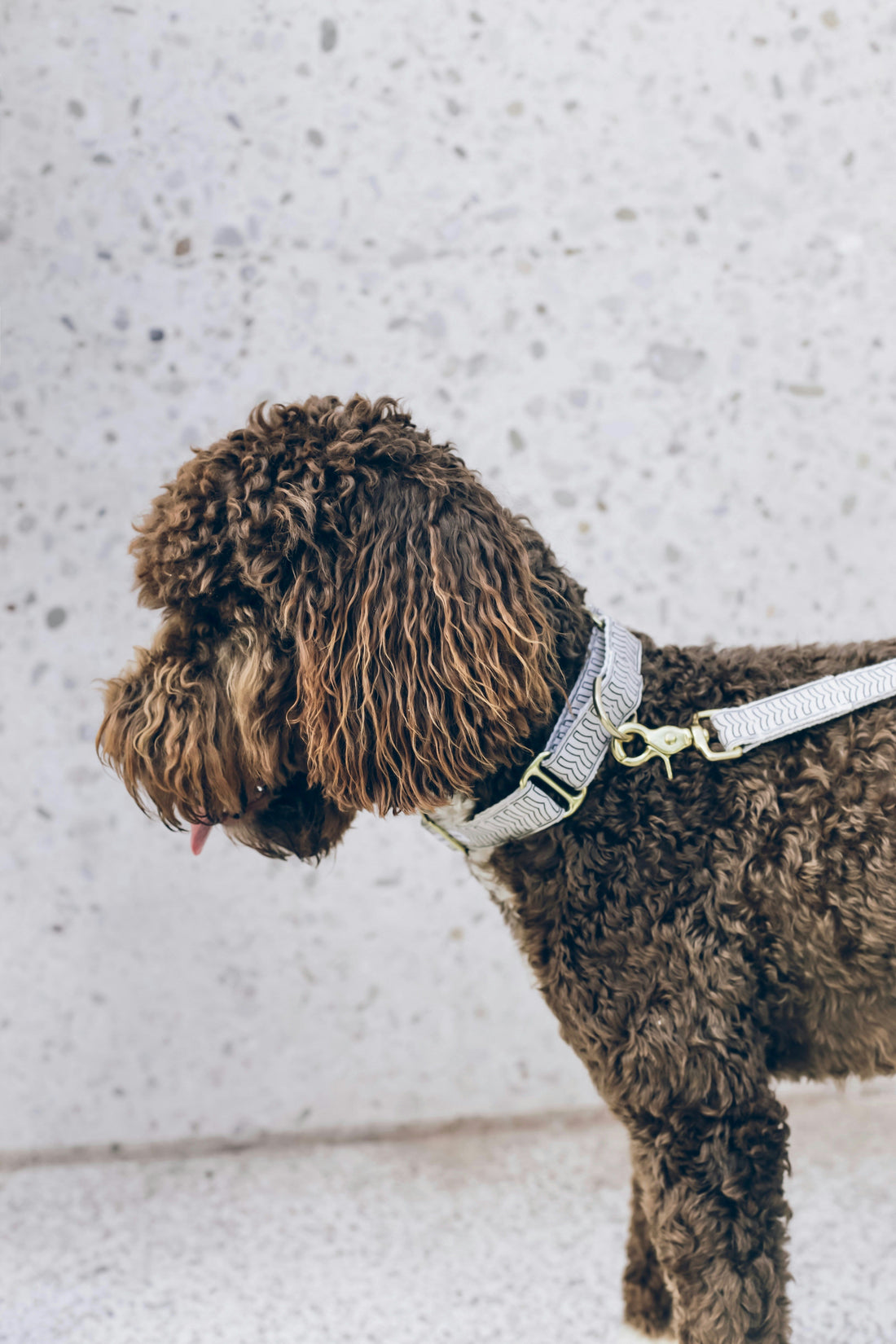 5 Signs Your Dog Needs Better Walking Gear