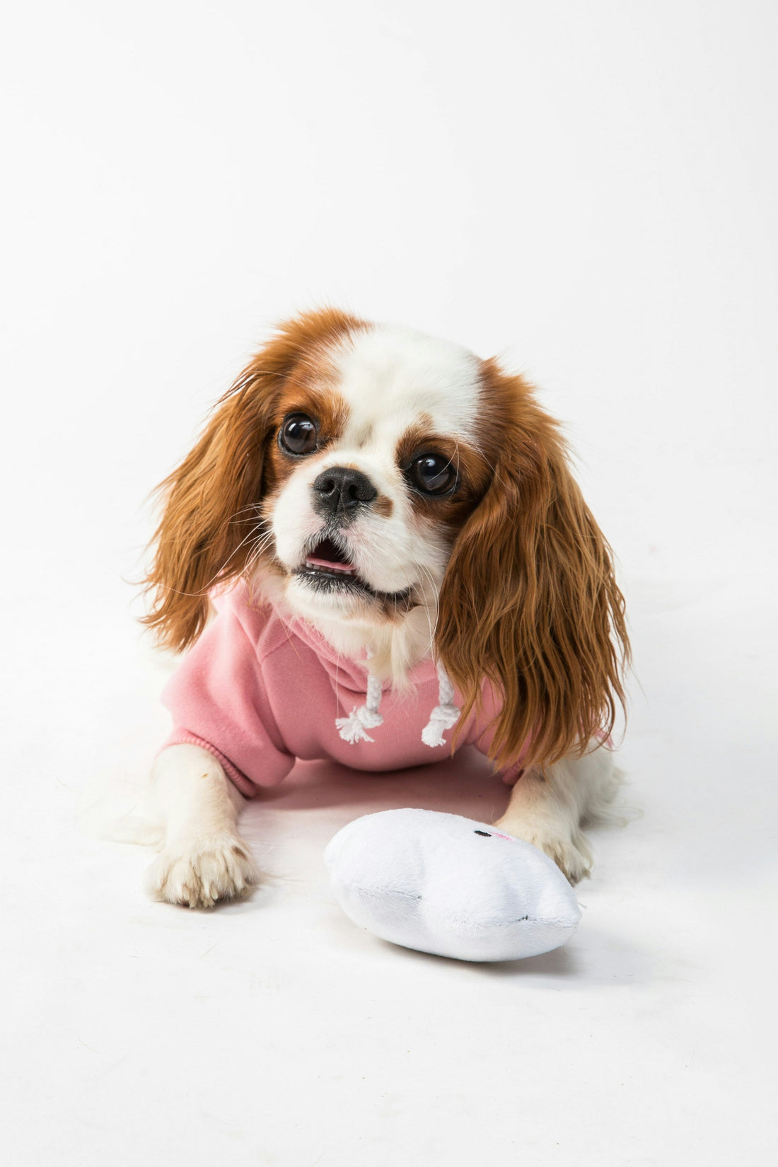 How to Choose the Right Dog Harness Size