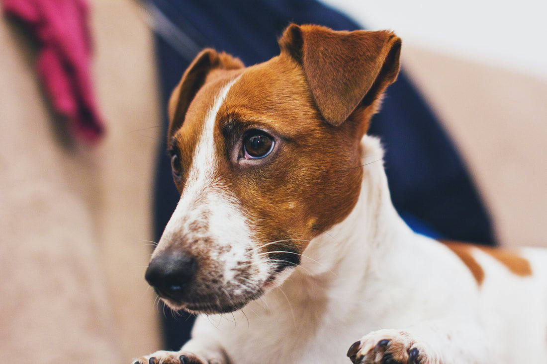 The Benefits of Treat-Dispensing Toys for Dogs