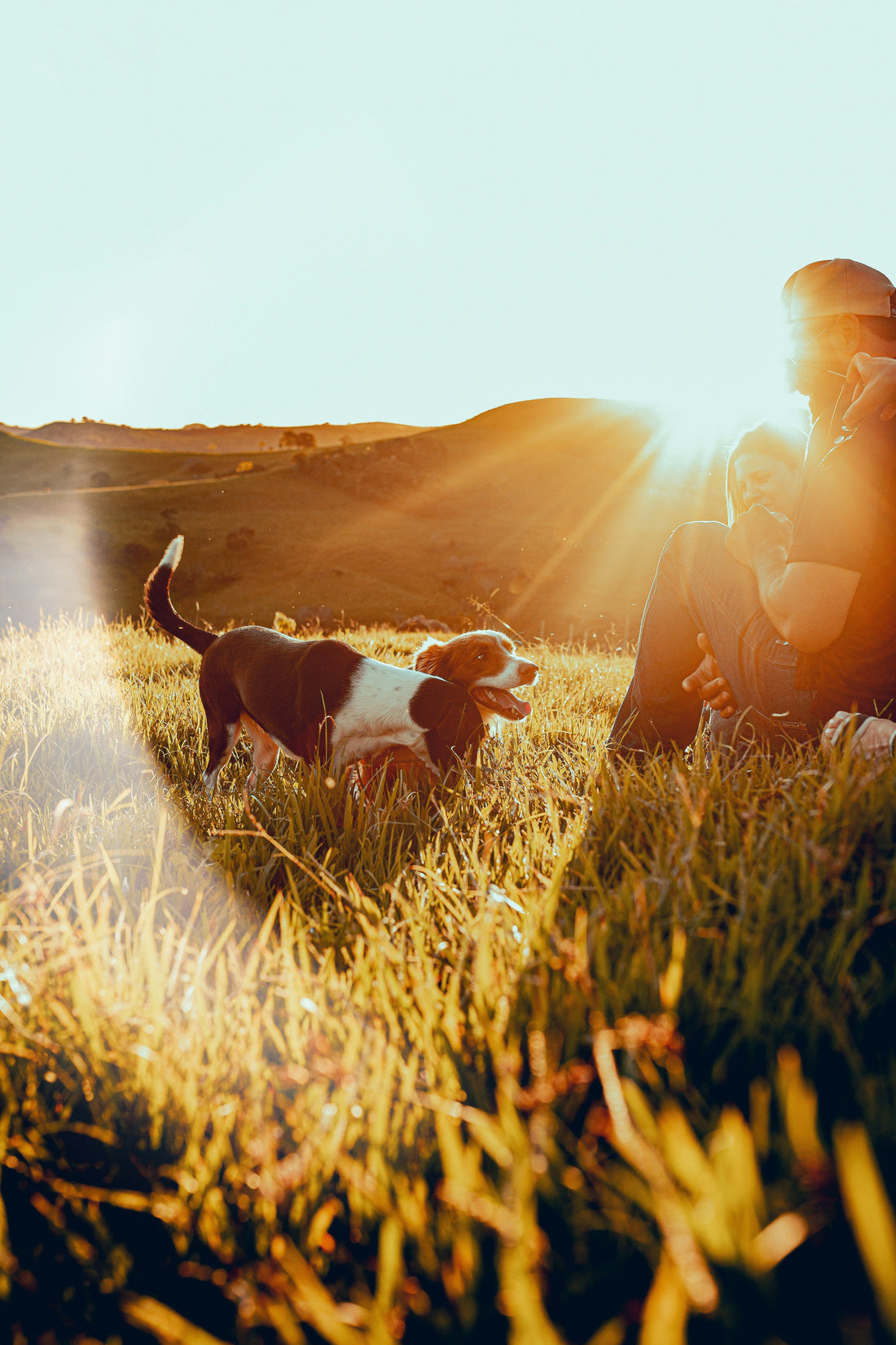 Clean Ingredients in Dog Treats: What to Look For