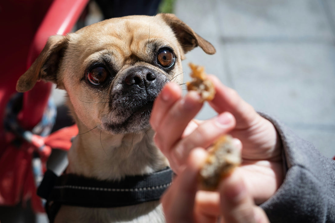 Top Pet Treat Brands Worth Trying