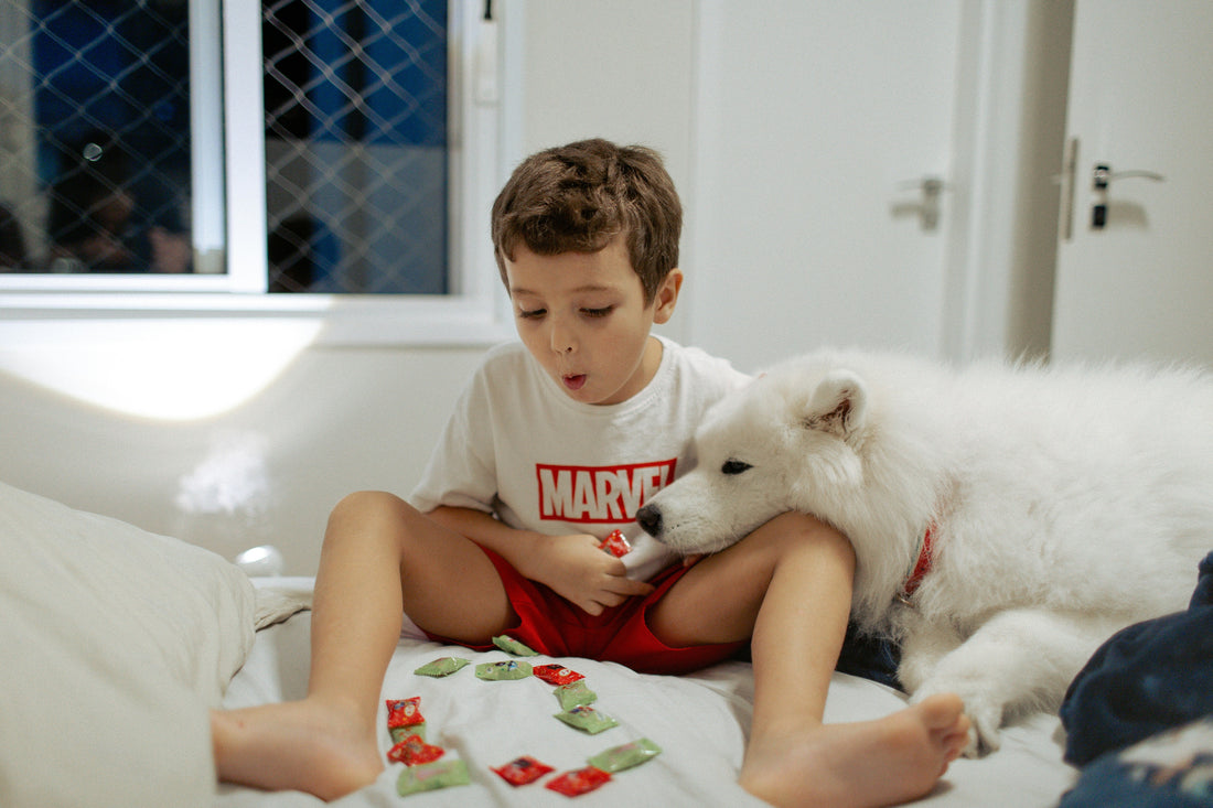 How to Create a Calm Space for Anxious Pets