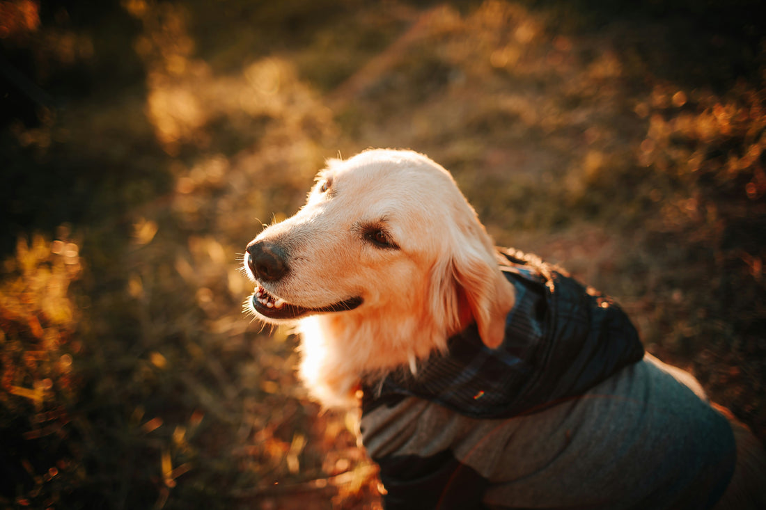 Calming Aids for Anxious Pets 🌙🐕